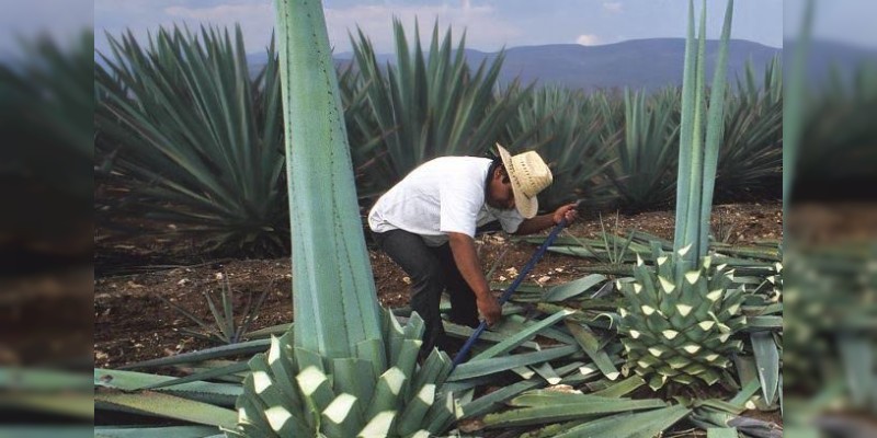 Sigue Apoyo Al Sector De Agave En Michoac N Sagarpa