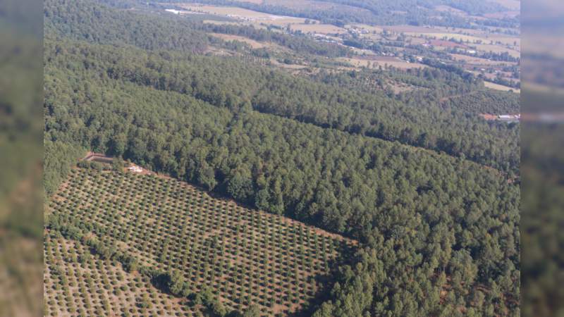 Cambio De Uso De Suelo En Ario Para Sembrar Aguacate Es Investigado