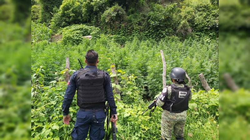 Destruyen Mil 500 Plantas De Marihuana En Nocupétaro Michoacán 5592