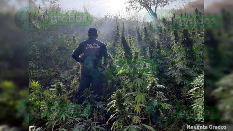 Destruyen Plantío De Aproximadamente 12 Mil Plantas De Marihuana En Tzitzio 7689