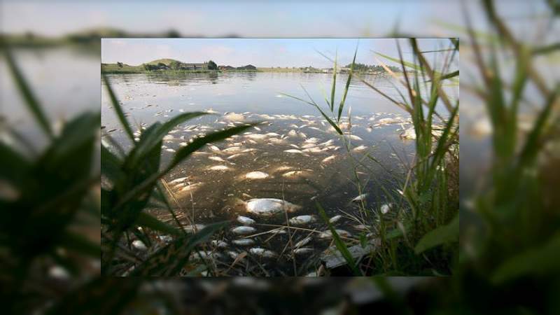 En Hidalgo, alumnas de la UNAM evalúan calidad del agua en presa La Estanzuela; existe potencial genotóxico  