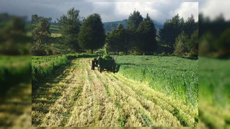 Produce Michoacán más de 429 mil toneladas de avena forrajera 