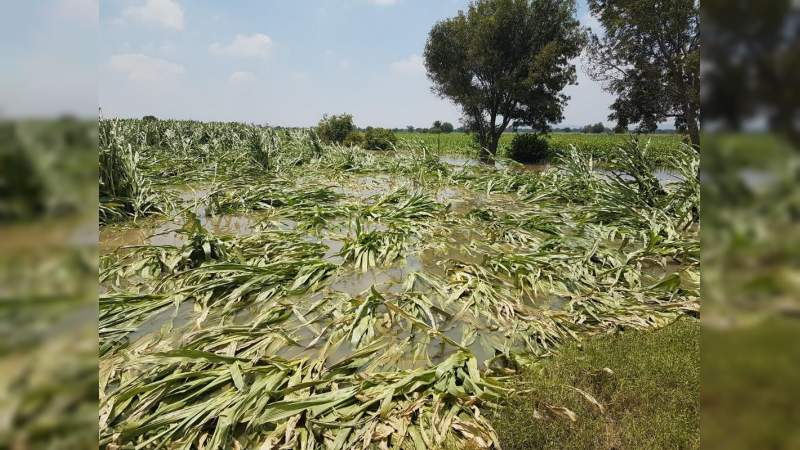 Más de mil hectáreas de cultivos devastadas por las lluvias, en Briseñas, Michoacán