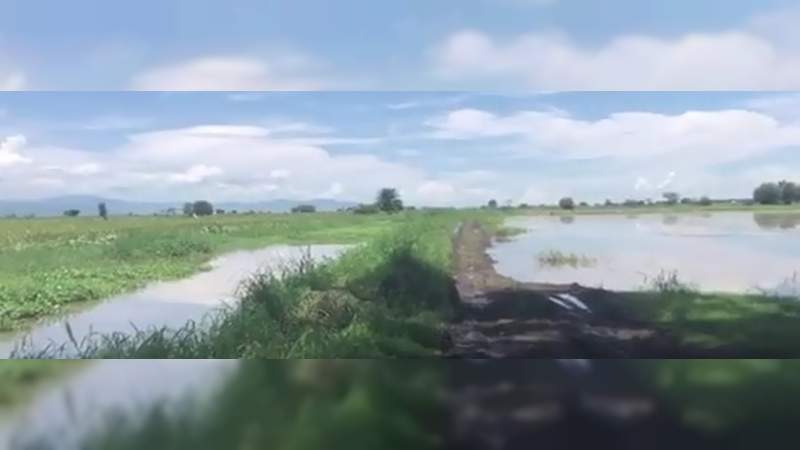 Más de mil hectáreas de cultivos devastadas por las lluvias, en Briseñas, Michoacán