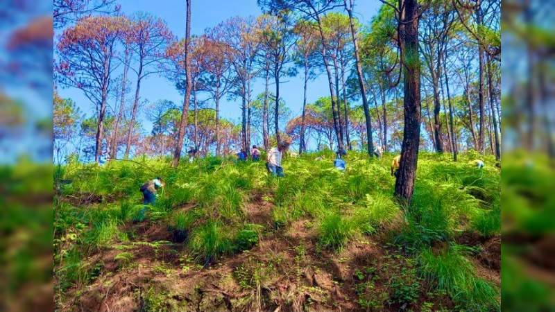 Continúa el Programa Municipal de Reforestación 2021 en Uruapan, Michoacán