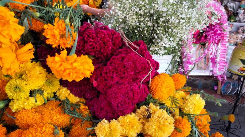 Estos son los costos de flor de cempasúchil en mercados de Morelia