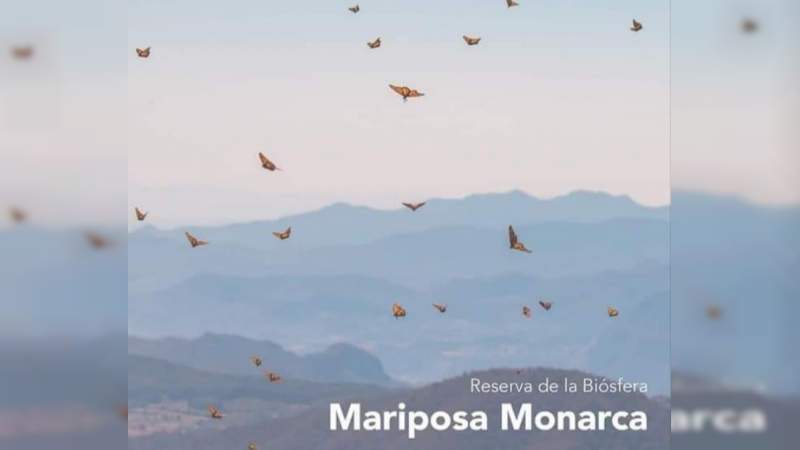 Este sábado 27, apertura de Santuarios de la Mariposa Monarca 