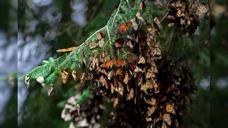 Michoacán será ejemplo de conservación de la naturaleza con turismo sustentable: Roberto Monroy