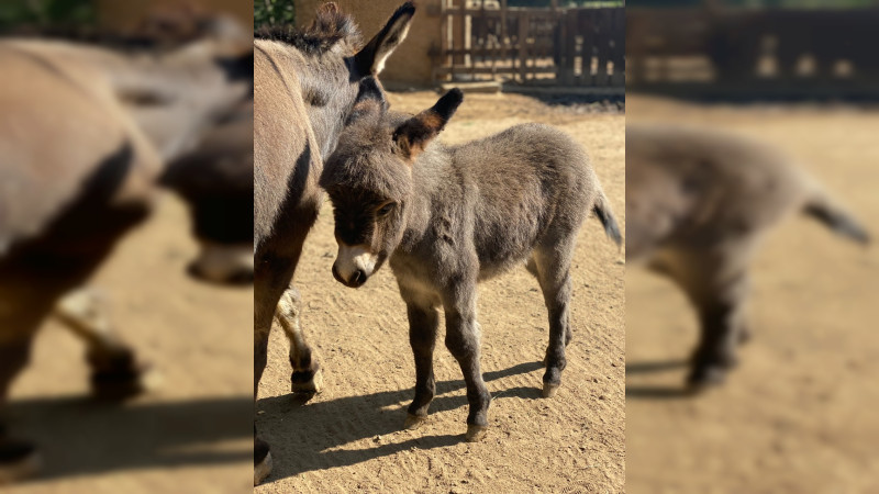 Nace cría de burro africano en Zoológico de Morelia