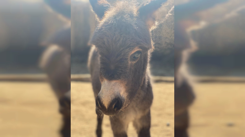 Nace cría de burro africano en Zoológico de Morelia