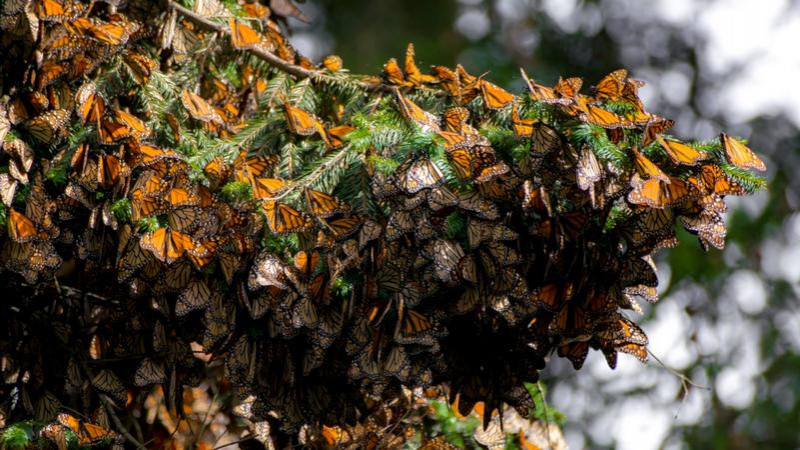 Gobierno del Estado de Michoacán invita a las personas a visitar el santuario de la Mariposa Monarca  