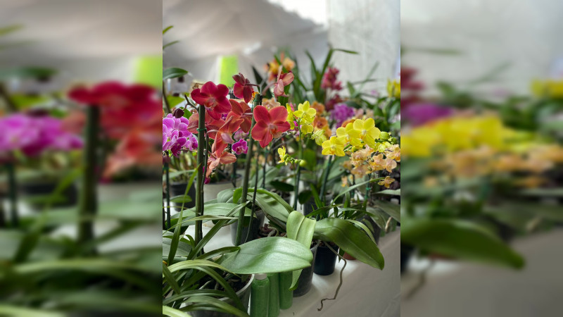 Arrancó la Expo Orquídea en San José de Gracia 