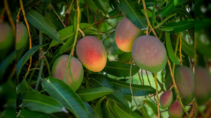 Es fin de semana se llevará acabo en Gabriel Zamora la Expo Feria del Mango 