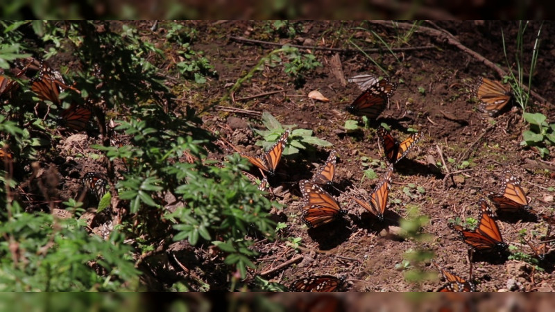 Alrededor de 200 mil turistas visitaron santuarios de Mariposa Monarca  