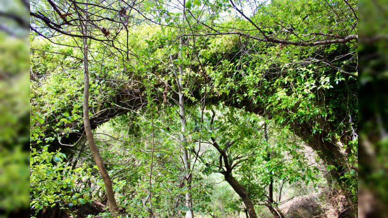 SECMA invita a preservar el hábitat del ajolote Michoacano en las “Cañadas del Río Chiquito”