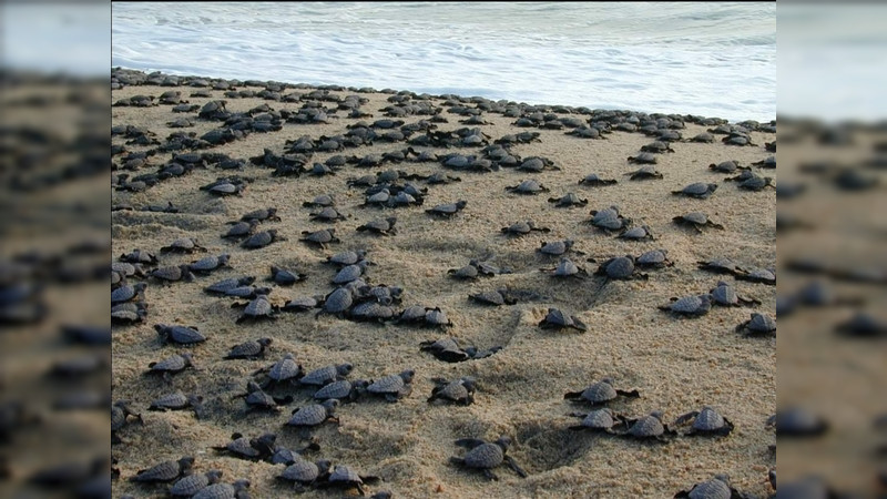 La Tortuga Marina, otra de las especies que integran la riqueza natural de Michoacán: Sectur 