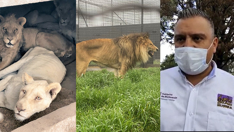 Zoológico de Morelia podría “adoptar” hasta cinco leones víctimas de  maltrato