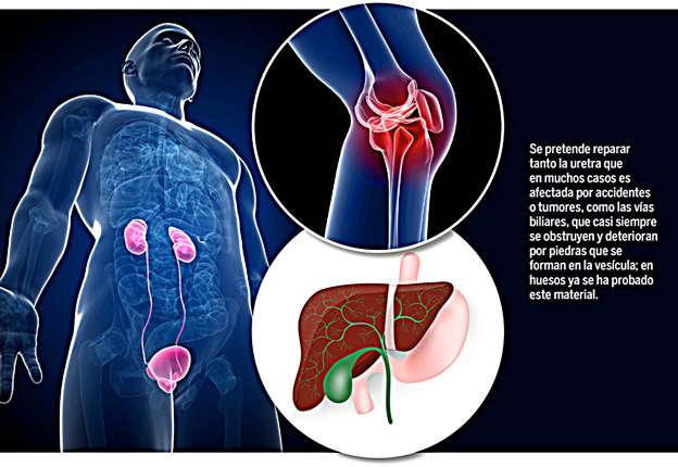 Desarrollan científicos de la UNAM bioprótesis para regenerar tejidos 