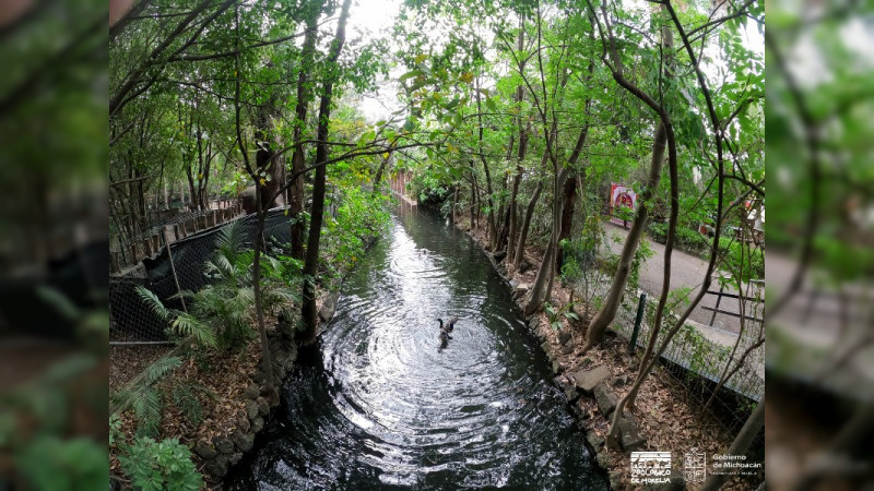 Invita ZooMorelia a visitar su Selva Mexicana 