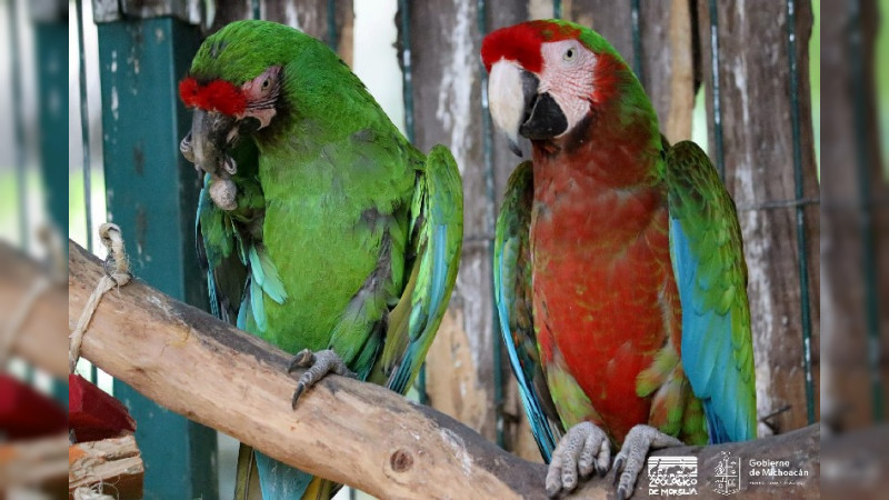 Invita ZooMorelia a visitar su Selva Mexicana 