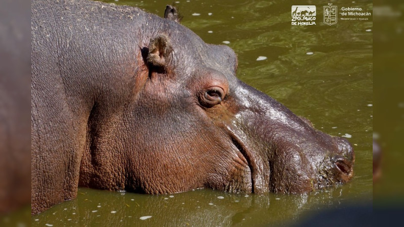 Zoológico “Benito Juárez” cuenta con siete ejemplares de Hipopótamo