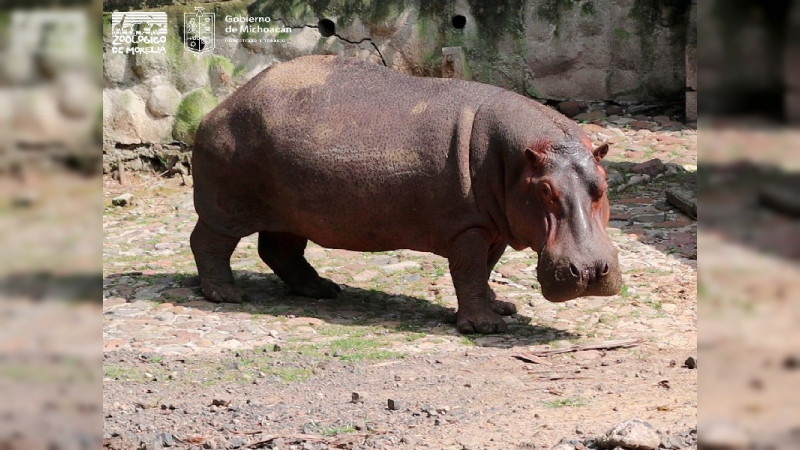 Zoológico “Benito Juárez” cuenta con siete ejemplares de Hipopótamo