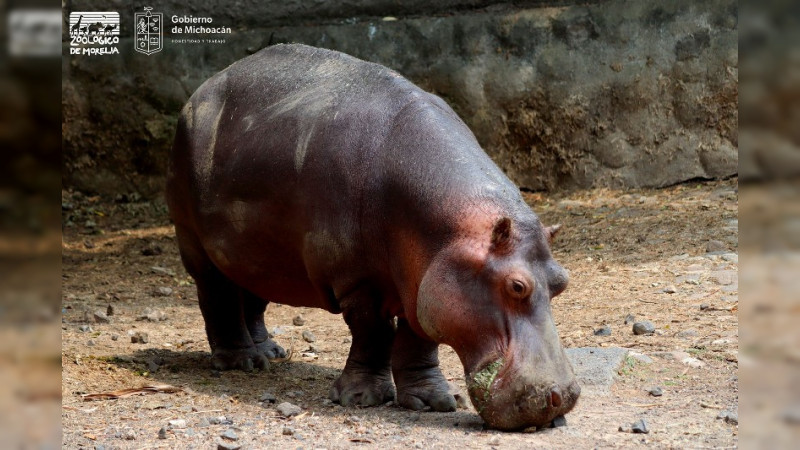 Zoológico “Benito Juárez” cuenta con siete ejemplares de Hipopótamo