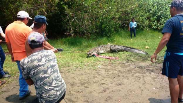 Continúa búsqueda de cocodrilo que se comió a menor en Lázaro Cárdenas,  Michoacán