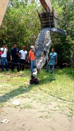 Continúa búsqueda de cocodrilo que se comió a menor en Lázaro Cárdenas,  Michoacán