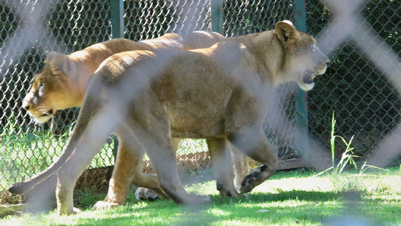 No te pierdas las divertidas actividades por el 52 aniversario del Zoológico de Morelia