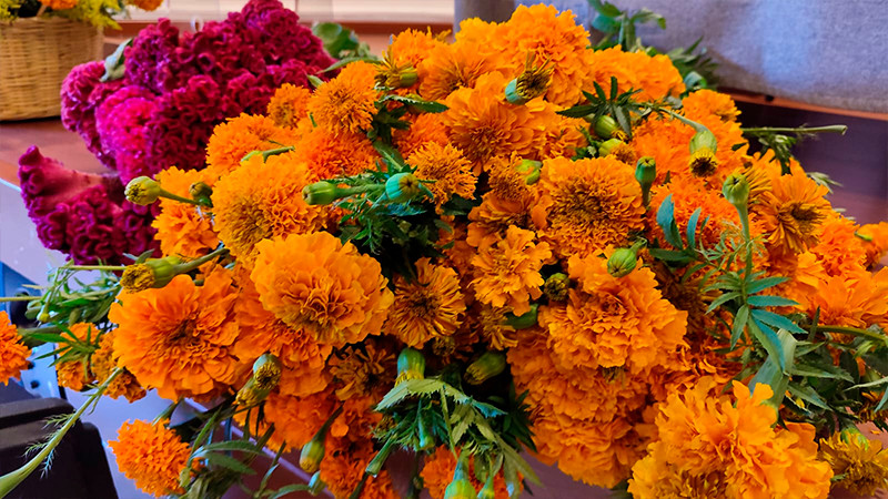 Realizarán festival de flor de cempasúchil en Copándaro 