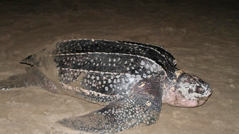 Alistan Expo Tortuga Marina con el lema “Conciencia de todos”