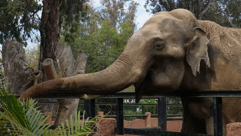 Zoológico de Morelia, un atractivo turístico particular a minutos del centro histórico 