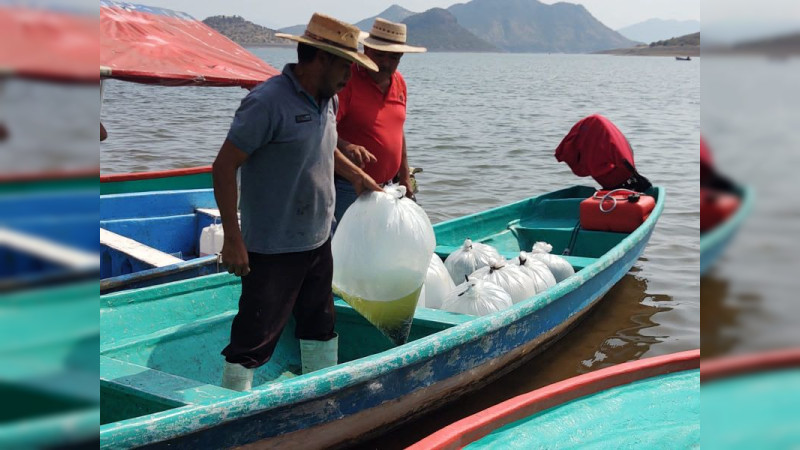 Siembra Compesca 200 mil crías de tilapia en la presa "El Infiernillo"