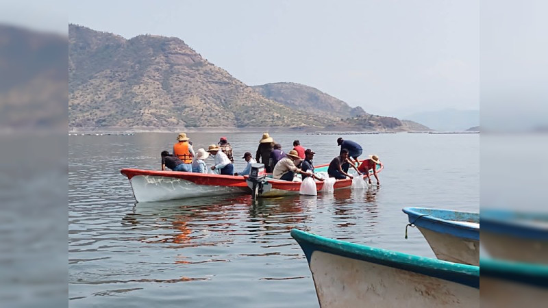 Siembra Compesca 200 mil crías de tilapia en la presa "El Infiernillo"