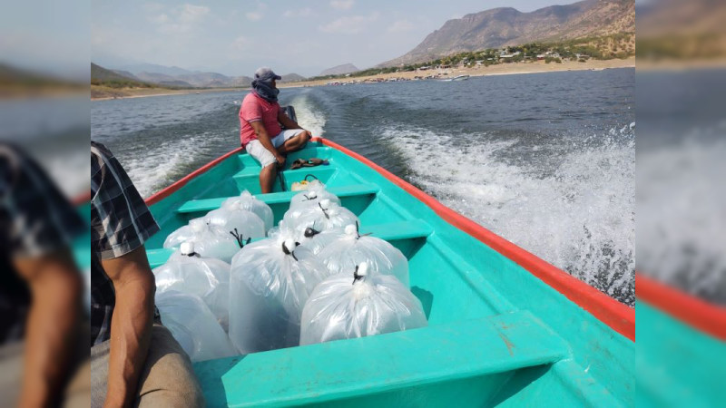 Siembra Compesca 200 mil crías de tilapia en la presa "El Infiernillo"