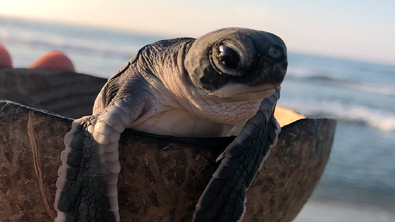 Participará Compesca con talleres y conferencias en el Primer Tortufest “El Habillal”