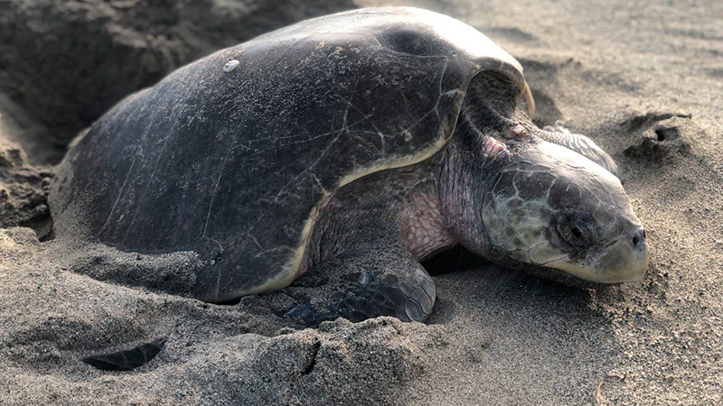 Participará Compesca con talleres y conferencias en el Primer Tortufest “El Habillal”