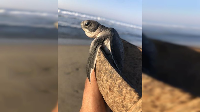 Participará Compesca con talleres y conferencias en el Primer Tortufest “El Habillal”