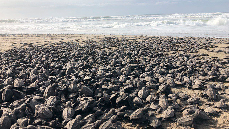 Más de un millón de crías de tortuga marina, liberadas en campamentos de Michoacán