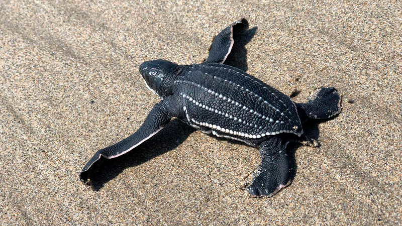 Más de un millón de crías de tortuga marina, liberadas en campamentos de Michoacán