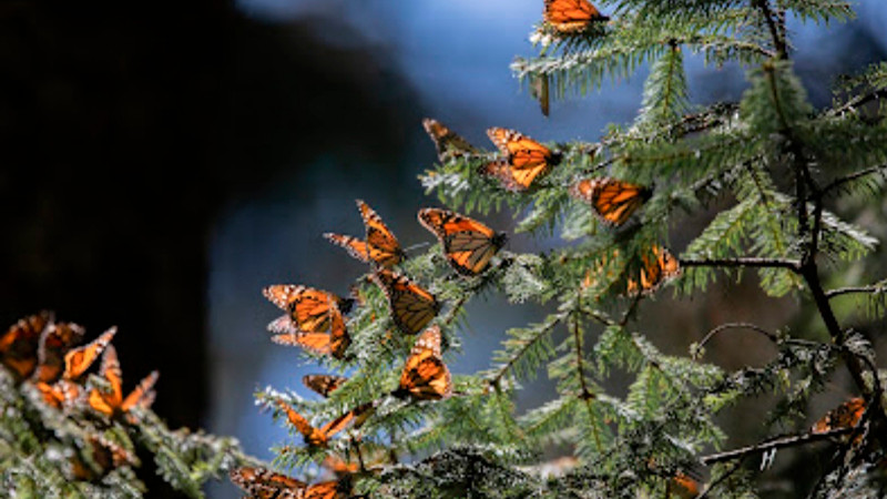 Santuarios de la Mariposa Monarca, espacios de turismo y conservación del ecosistema