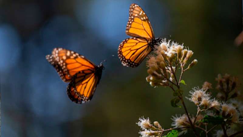 Santuarios de la Mariposa Monarca, espacios de turismo y conservación del ecosistema