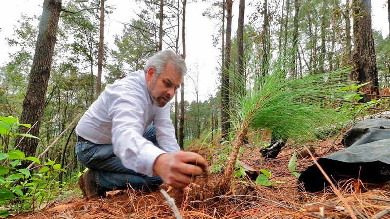 Bosque Uakusi, reserva de gran valor ecológico para Morelia: SECMA 