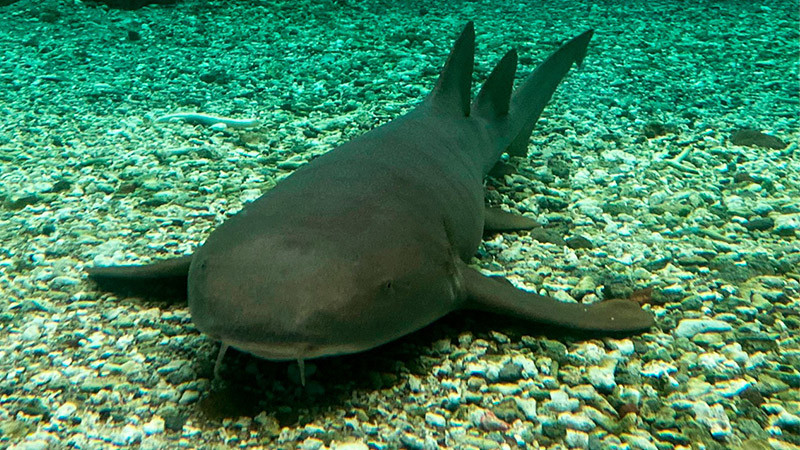 Llegan tiburones gata al ZooMorelia 