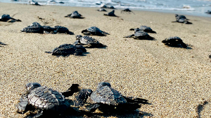 En las playas michoacanas, el Tortufest 2022