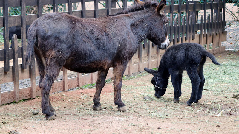 Nacen un burrito y cebú pigmeos en el Zoológico de Morelia  