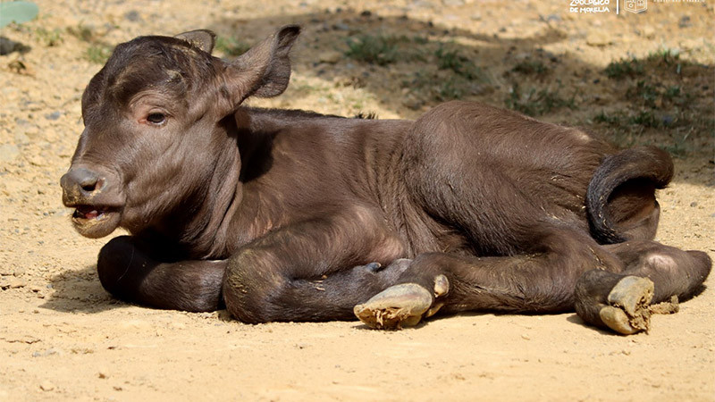 Zoológico de Morelia registró 160 nacimientos en 2022 