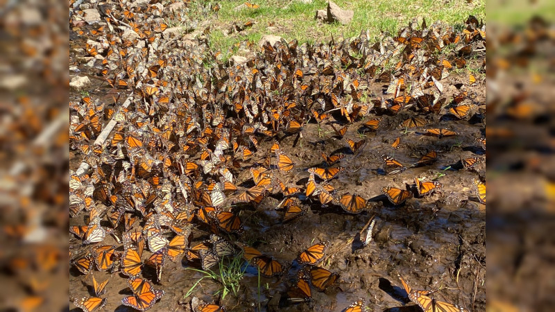 En la Feria Estatal de León, vuelan las mariposas en sala IMAX 