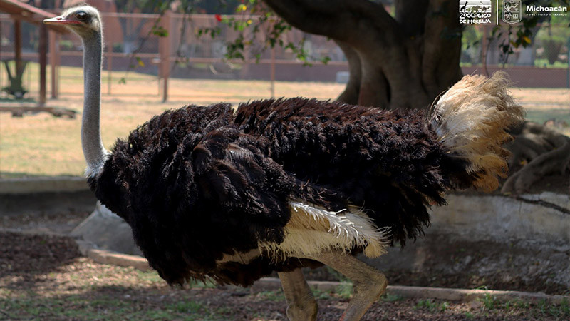 Zoológico de Morelia arropa al ave más grande y rápida del mundo 